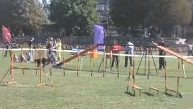 ВЕО Амида, аджилити смотреть онлайн