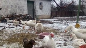 ОПРЕДЕЛЯЕМ "ПОЛ" ГУСЕЙ. ГУСИ ХОЛМОГОРЫ! 10 січня 2020 р.