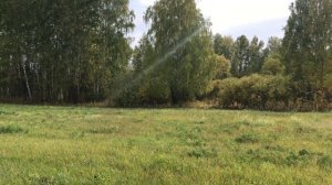 Трофейная охота на косулю
