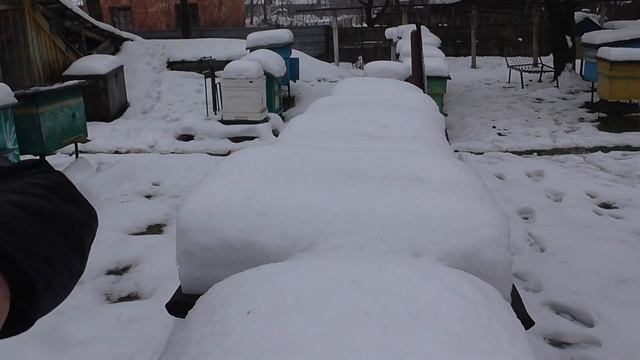 Нет кормов у пчёл ПОДМОР на утеплении, ГОЛОД, клещ и. т. д... смотреть онлайн