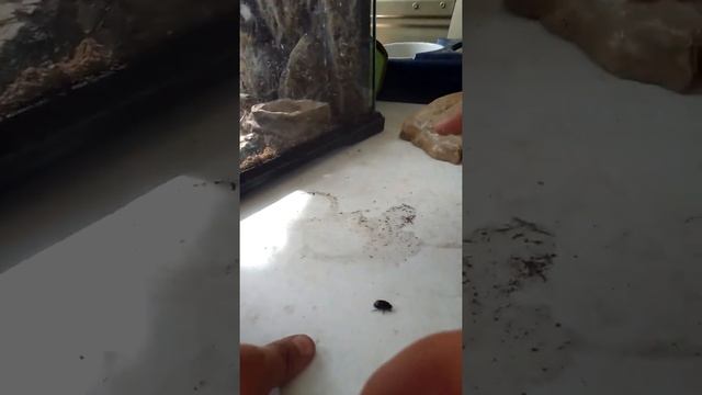 The beetle life смотреть онлайн