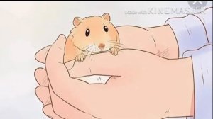 Как приручить джунгарского хомяка? Как брать на руки хомяка?