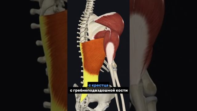 Широчайшие мышцы / muscles latissimus dorsi