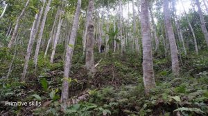 PRIMITIVE SKILLS; Duong continue to raise pigs - Build a pig barn out of stone