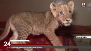 В крымский зоопарк перевезли львят из исторических регионов России