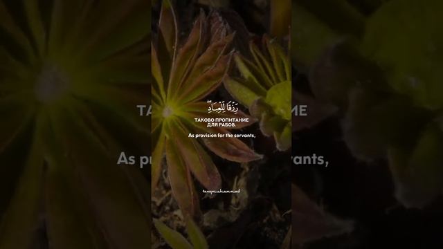 50 sura Qaf verses 9-13 Tareq Mohammad смотреть онлайн