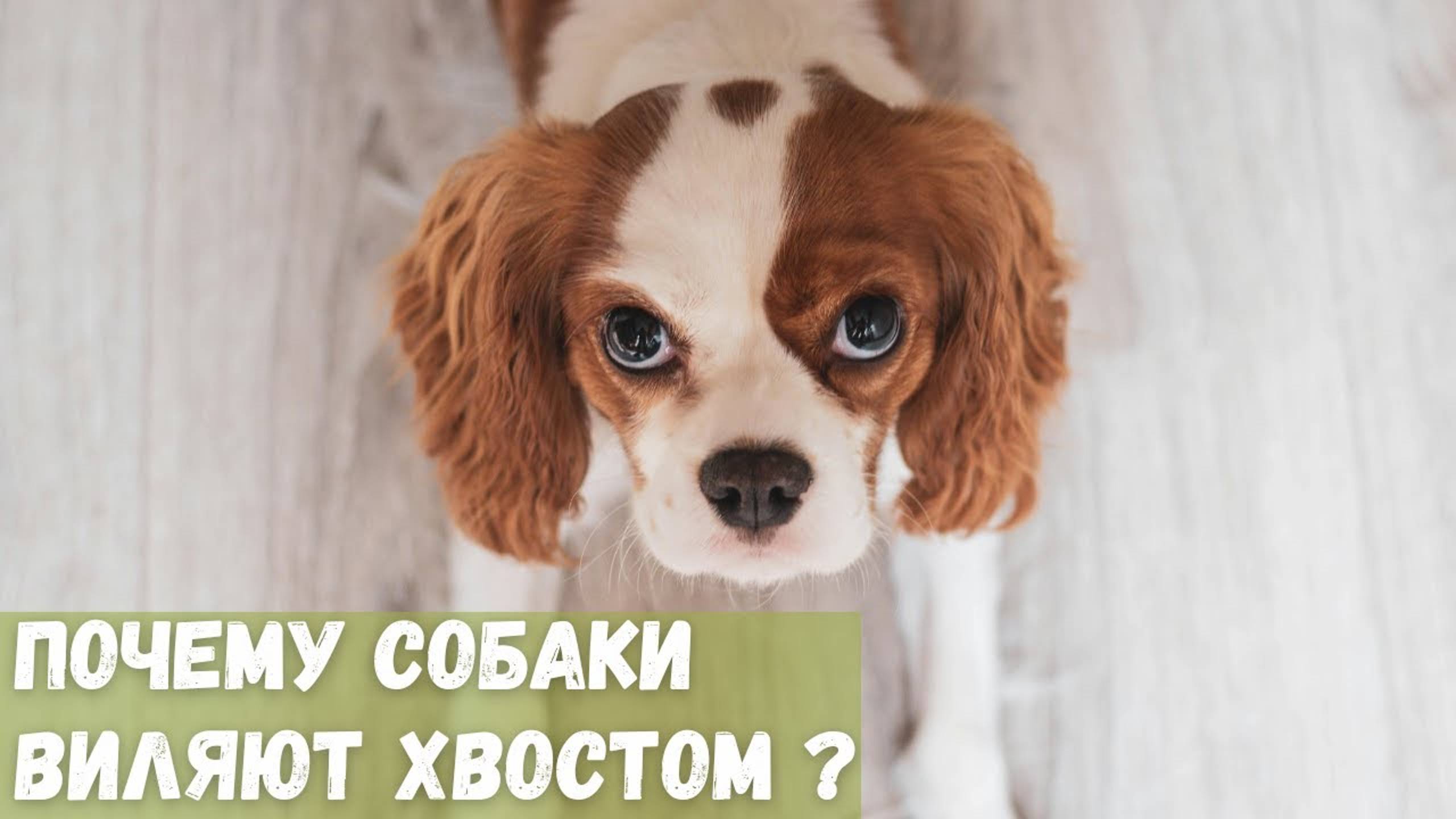 Почему собаки виляют хвостом?