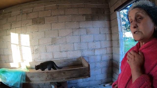 Как распускать мимозу в Абхазии. Сбор и Продажа мимозы в Нижней Эшере.