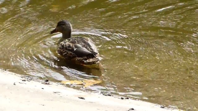 Утка чистит пёрышки и спешит на обед :) смотреть онлайн