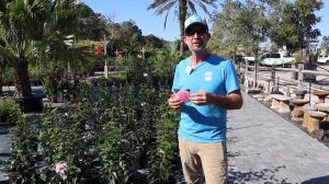 Pink Perfection Camellias