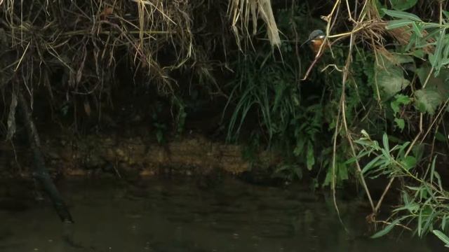 魚を捕れなかった、カワセミ "Common kingfisher" 2015/8/22 смотреть онлайн