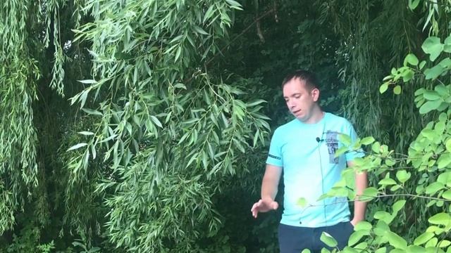 Кто очищает воду в пруду? смотреть онлайн