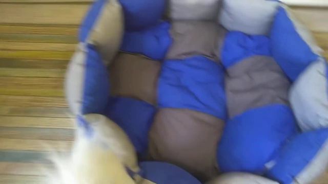 щенки чихуахуа Симферополь продажа Кастропуло мини ми-ми-ми ушастик Крым