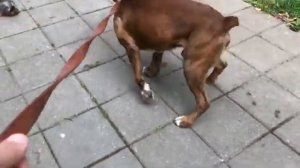 Немецкий боксер Тайсон.Прогулка.Социализация собаки