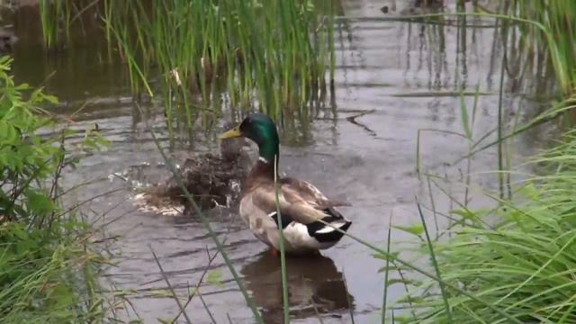 GardenSMART Episode 3205 Brooklyn Bridge Park смотреть онлайн