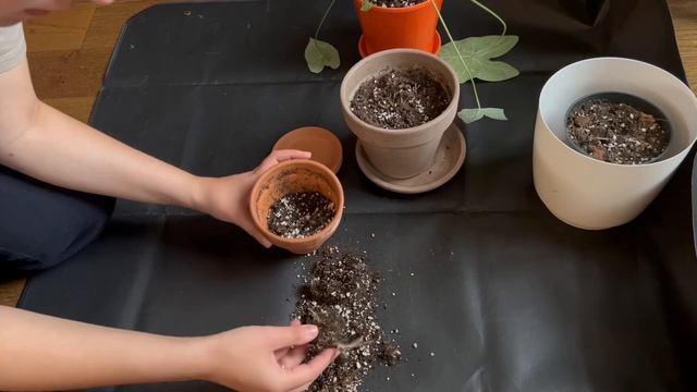 ЦВЕТОЧНЫЙ ВЛОГ 7 / уход за РАСТЕНИЯМИ + подготовка КАЛАДИУМОВ к зиме смотреть онлайн