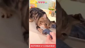 #Котики #собачки