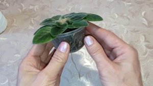 Фиалки у Алисы. Что делать если у фиалки растут две головы?