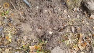 КОП В ЛЕСУ ☾☼ Нашли царские деньги. Коп монет по старине