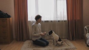 Как научить собаку команде Зайка