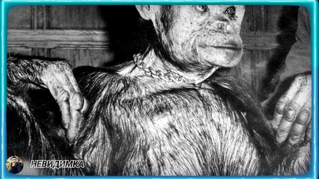 Людей скрещивают с животными настоящих людей осталось очень мало смотреть онлайн