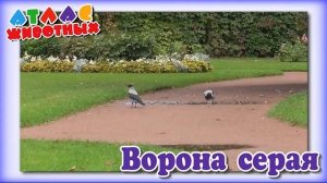 Ворона серая