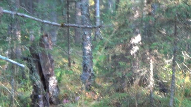 Как добывать в день по лосю с хорошей лайкой!? Охота на лося! смотреть онлайн