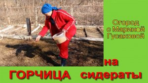Сеем Горчицу до посадки Картошки. Сидераты - отличные Зеленые Удобрения