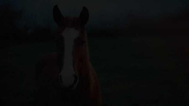 Звуки лошади / ржание коня / голос лошади смотреть онлайн