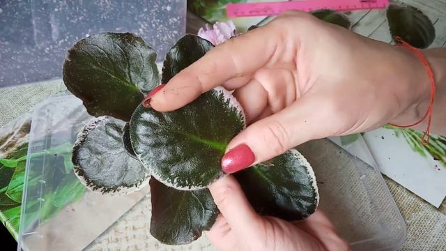 Как спасти фиалку? Проблемы с корневой системой у фиалок. смотреть онлайн