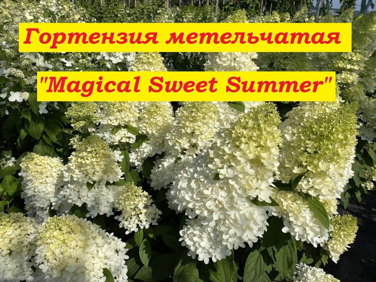 Гортензия метельчатая Мэджикал Свит Саммер Hydrangea paniculata Magical Sweet Summer