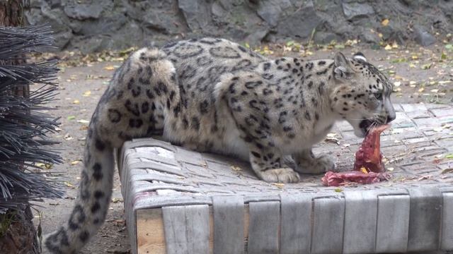 Снежный барс Саян обедает. 12.10.2022 смотреть онлайн