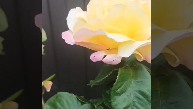 расстояние между розами. часть 1. смотреть онлайн