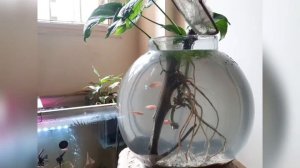 Globe Aquarium, Diy, Arrowhead, Globe Cleaning  No Co2 No fertilizer.