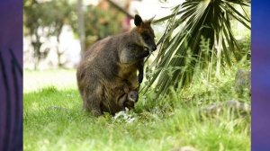 "Насекомые, птицы, рыбы, звери", Окружающий мир 1 класс, с.80-85, Планета знаний.mp4