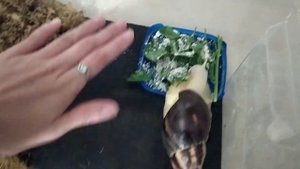 Мох для улиток!!! Выбираю идеальный наполнитель!