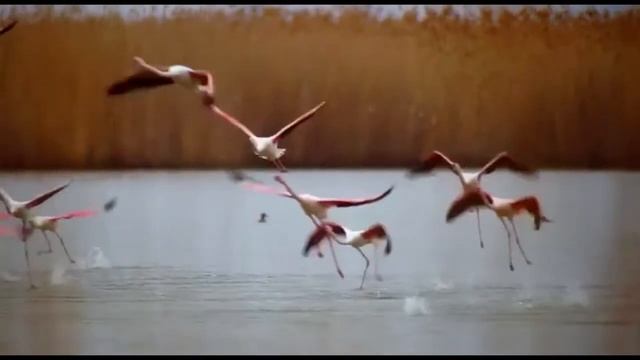 Птицы наши друзья смотреть онлайн