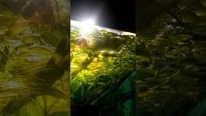 Лялиус в общем аквариуме.