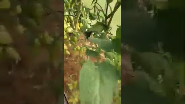 Томаты новинки -Бахчисарай ,Котя .
