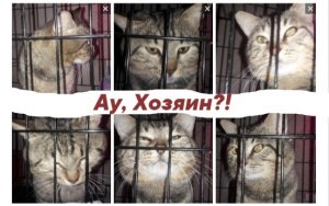 Дорожнику надоело сидеть в клетке, пора бы и домой