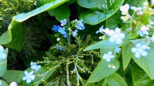 Футаж Незабудки. Голубые Цветы Незабудки. Весенние Цветы. Футажи для видеомонтажа