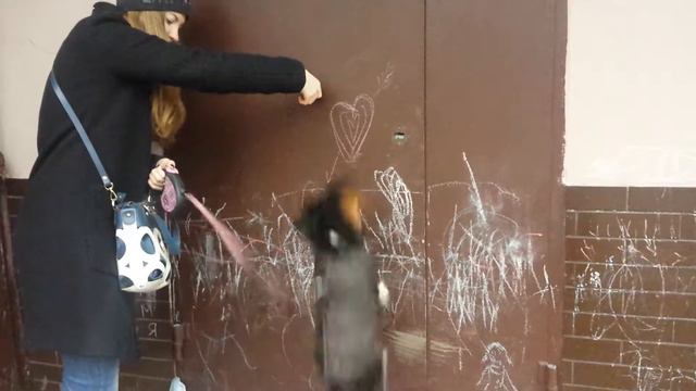 Дрессировка собак-кавалер кинг чарльз спаниель Джесика 8 мес смотреть онлайн