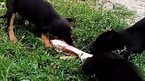 Собаки едят кость