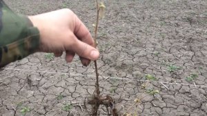 Посадка фундука 4219