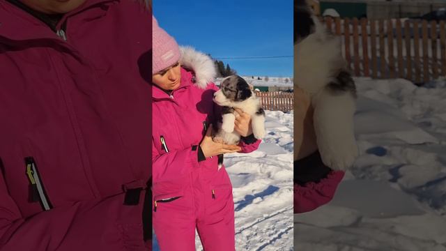 кобель вельш-корги кардиган предлагается к продаже #вельшкоргикардиган #корги #купитькорги #puppy смотреть онлайн