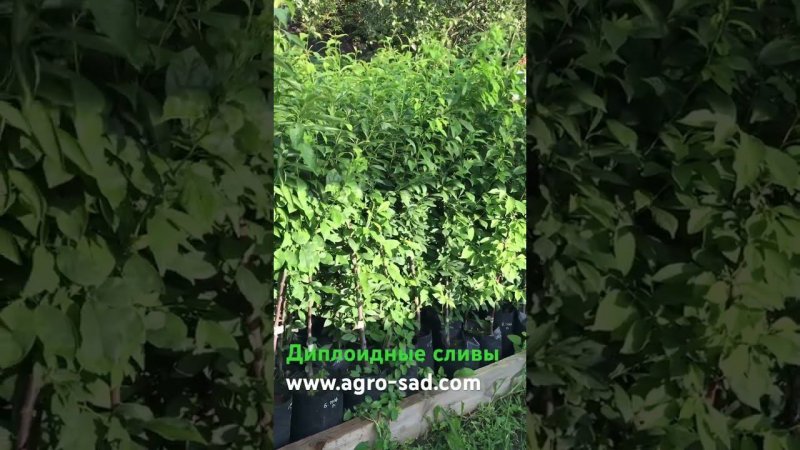 Саженцы диплоидных слив в контейнерах - Агро Сад