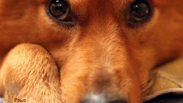 A Girl Gave a Stray Dog a Meal, and it Cried Like a Baby! смотреть онлайн