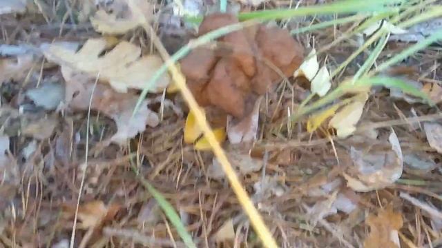 Строчки ОСЕННИЕ. Прикольные, но очень ядовитые "чертёнки"! Нашёл их очень поздно 7 ноября! смотреть онлайн