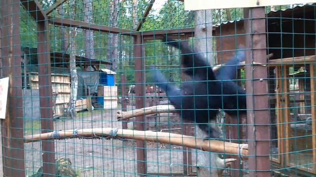 Умный ворон карлуша - 8(965)380-13-11 смотреть онлайн