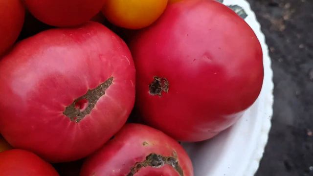 ОГІРОЧКИ,МОЇ ОГІРОЧКИ ! смотреть онлайн